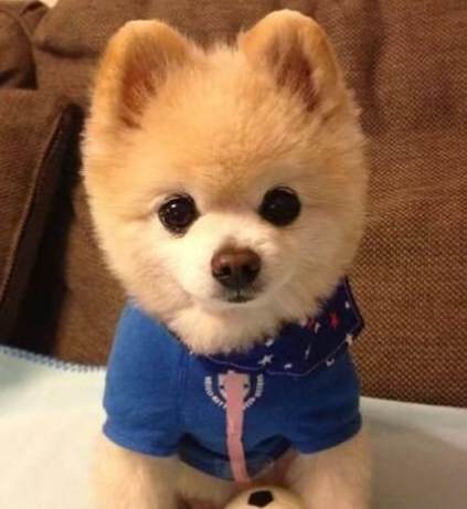 寵物腸胃問題 寵物腸胃問題