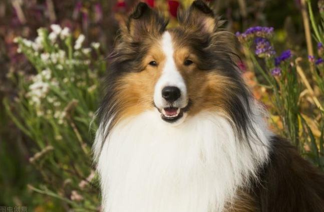 大型喜樂蒂牧羊犬