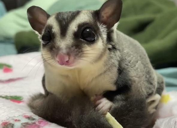 蜜袋鼯叫聲分辨