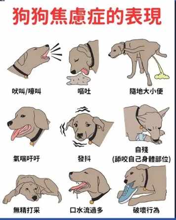 寵物行為問題 寵物行為問題