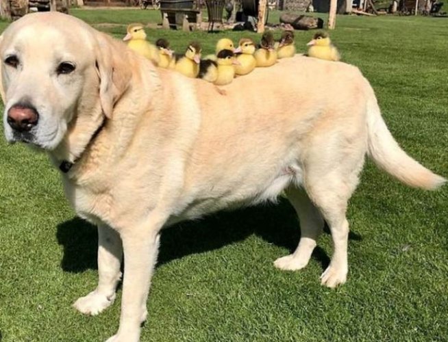 黃金獵犬訓練 黃金獵犬訓練