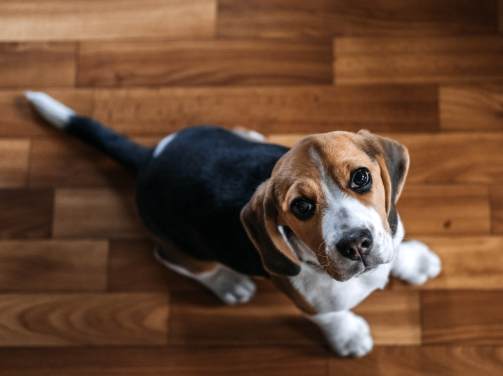 如何延長寵物壽命