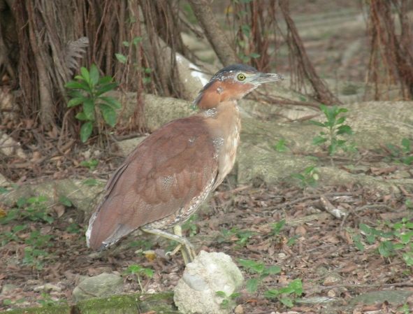 台灣鳥類保育級別