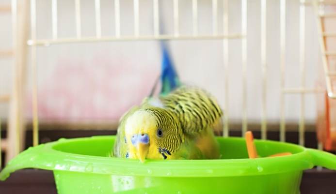 虎皮鸚鵡洗澡時間