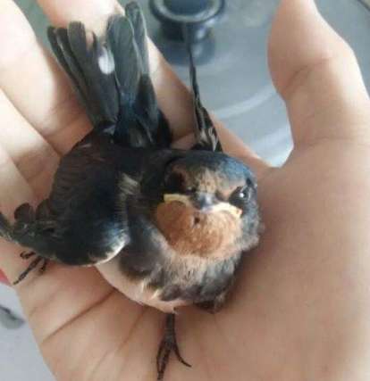 撿到燕子處理方法