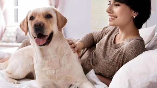 與狗狗建立信任