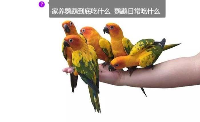 鸚鵡可以吃巧克力嗎