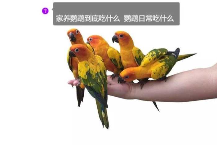 鸚鵡可以吃巧克力嗎？專家揭密致命風險與安全飲食指南