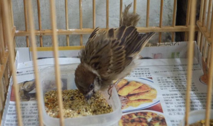 麻雀飲食指南 麻雀飲食指南