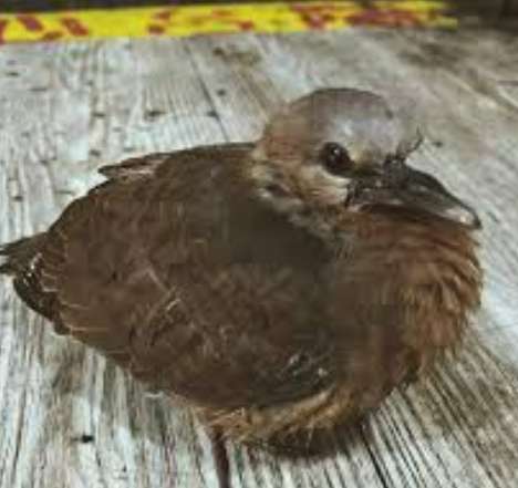 幼鳥救援食物 幼鳥救援食物