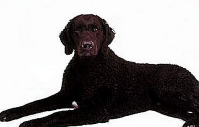 捲毛尋回犬健康