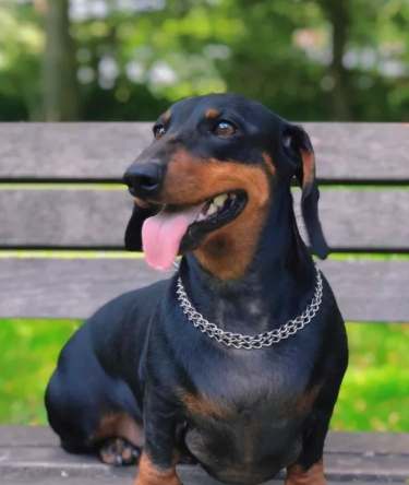 狗狗配種方法 狗狗配種方法