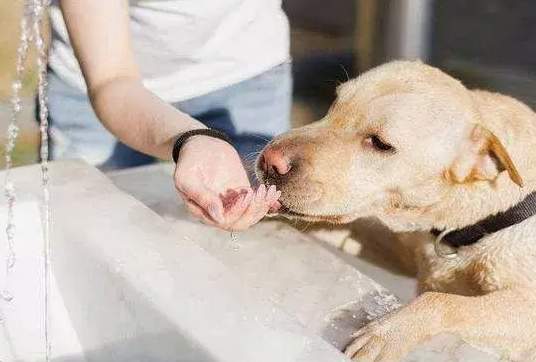 狗狗喝鹽水危害 狗狗喝鹽水危害