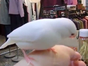 母文鳥行為分析 母文鳥行為分析