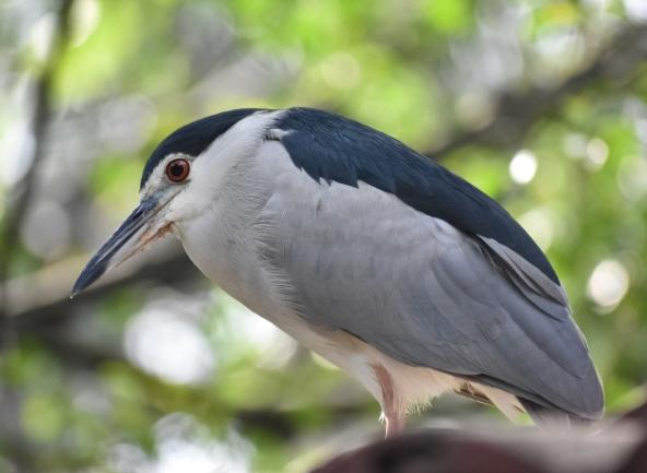 夜鷺習性全攻略：從棲息地到繁殖行為的深度解析