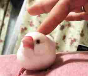 文鳥食物選擇 文鳥食物選擇