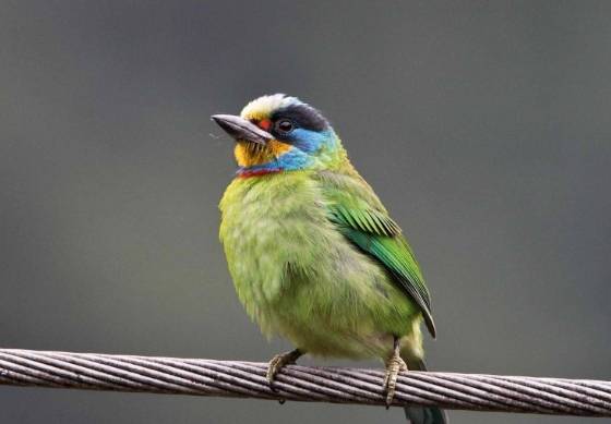 促進鳥繁殖 促進鳥繁殖