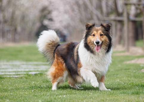 延長喜樂蒂牧羊犬壽命 延長喜樂蒂牧羊犬壽命