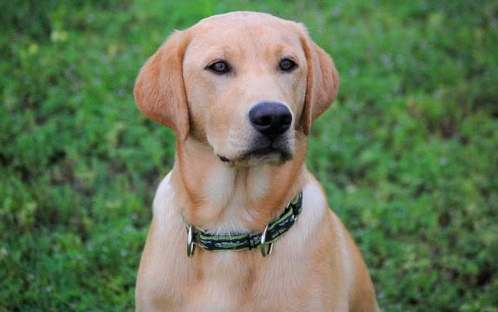 台灣拉布拉多領養 台灣拉布拉多領養