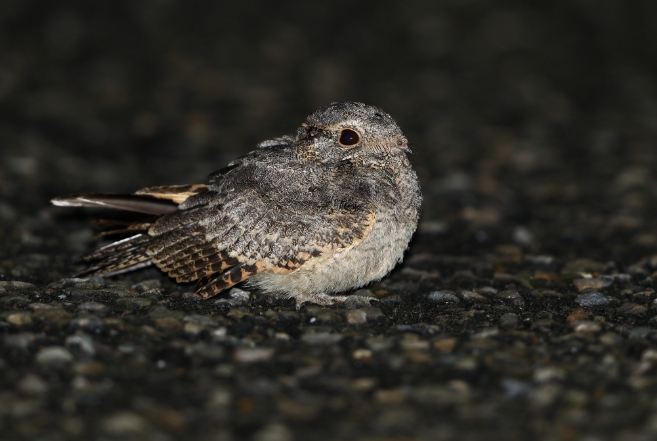 夜鷹 生態 影響