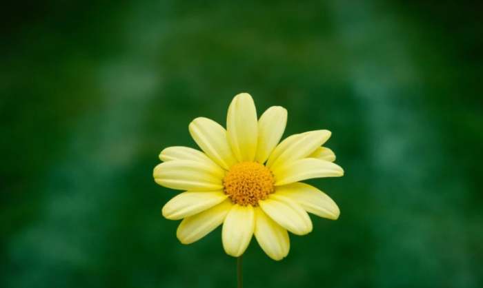 黃色雛菊花語 黃色雛菊花語