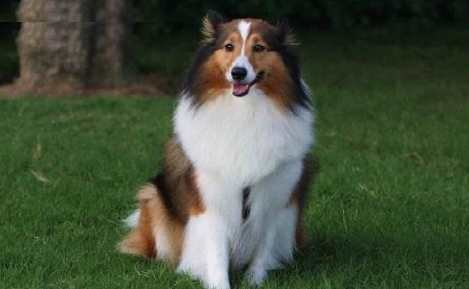 喜樂蒂牧羊犬性格 喜樂蒂牧羊犬性格