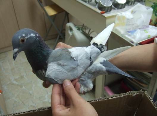 撿到受傷的鴿子怎麼辦