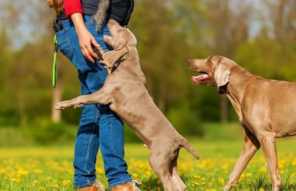 狗狗行為問題 狗狗行為問題