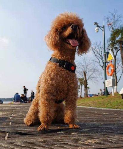 咖啡渣對狗有害 咖啡渣對狗有害