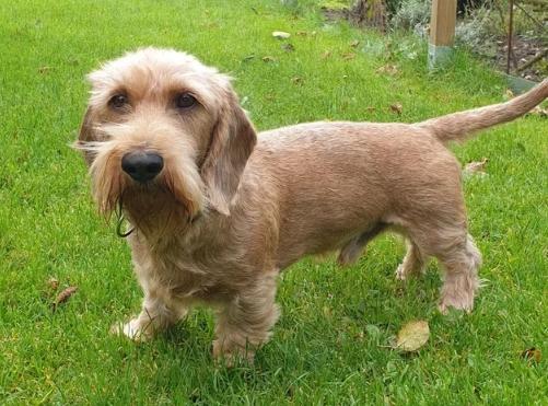 臘腸狗飲食 臘腸狗飲食