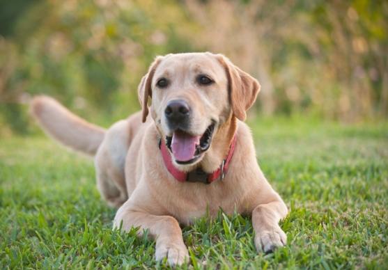 如何延長拉布拉多壽命 如何延長拉布拉多壽命