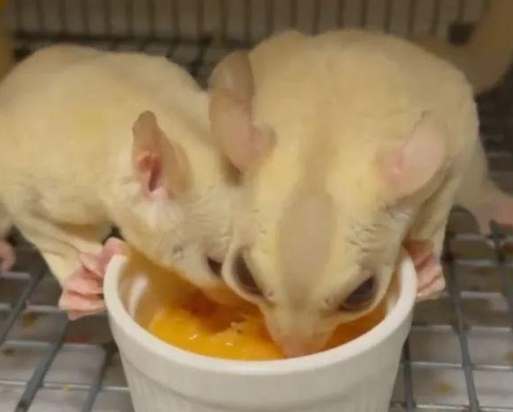 蜜袋鼯安全食物 蜜袋鼯安全食物