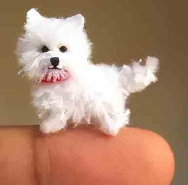 小型犬品種 小型犬品種