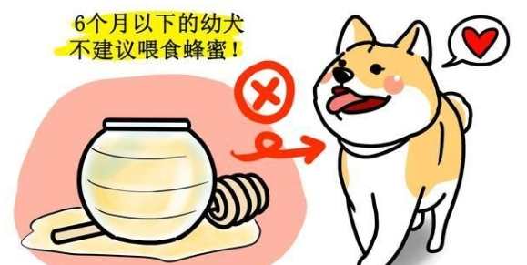狗狗吃蜂蜜好處 狗狗吃蜂蜜好處