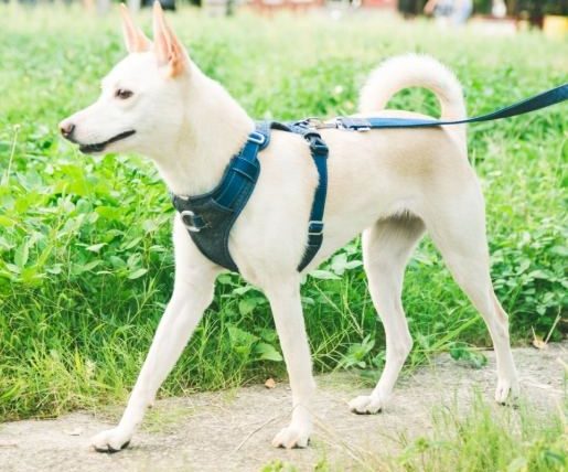 狗狗有跳蚤症狀