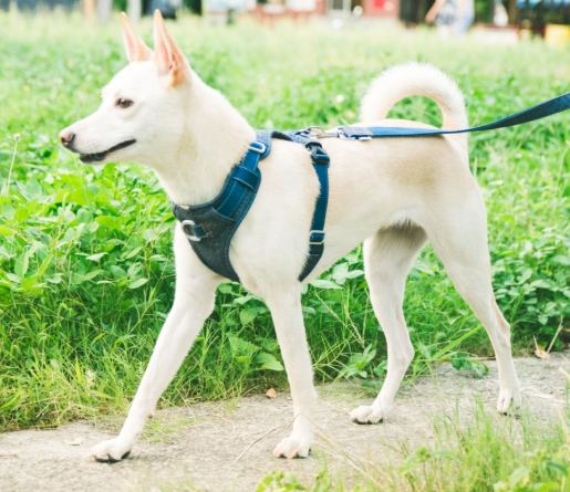 狗狗有跳蚤症狀：症狀識別、治療與預防全攻略