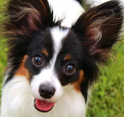 蝴蝶犬 飼養 指南 蝴蝶犬 飼養 指南