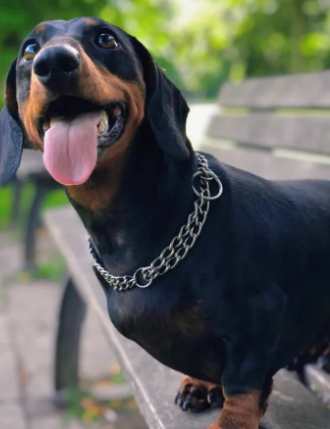 養臫腸狗注意事項 養臫腸狗注意事項