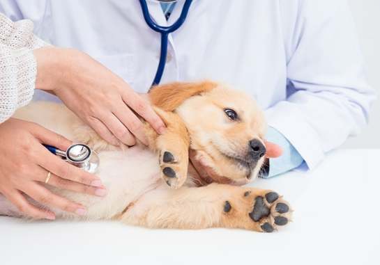 狗狗呼吸困難用藥