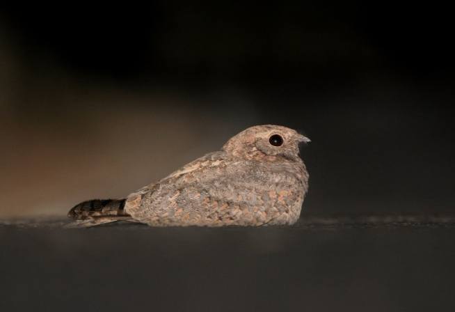 夜鶯台灣 夜鶯台灣