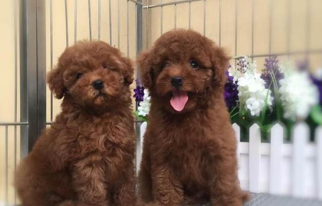 茶杯貴賓狗健康問題 茶杯貴賓狗健康問題