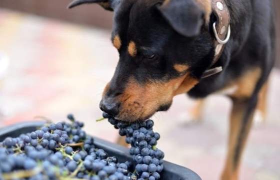 狗中毒急救 狗中毒急救