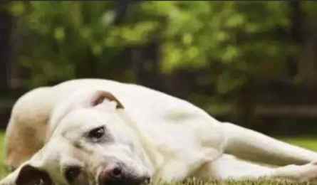 狗狗癲癇症狀 狗狗癲癇症狀