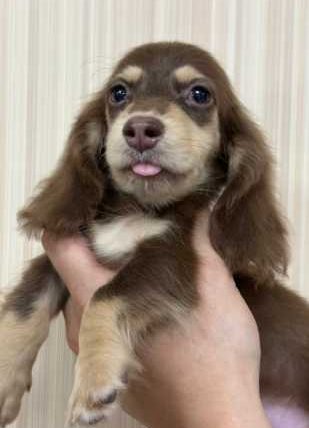 長毛臘腸狗價錢