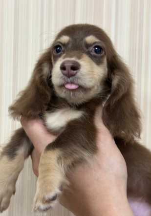 長毛臘腸狗價格 長毛臘腸狗價格