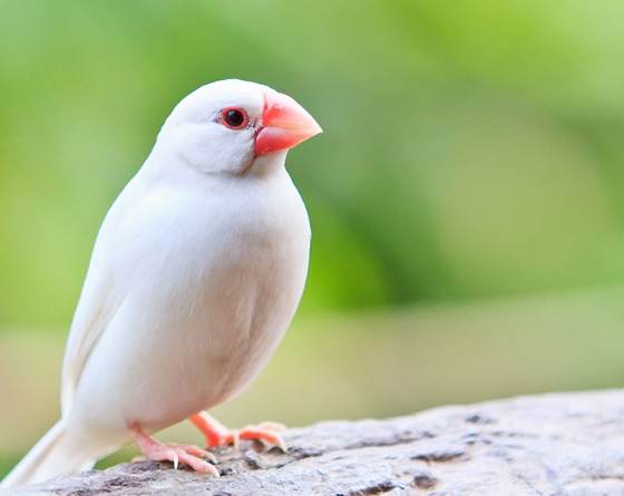 文鳥吹冷氣 文鳥吹冷氣