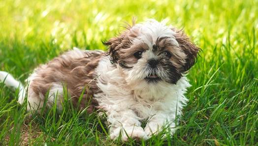 不掉毛狗狗 不掉毛狗狗