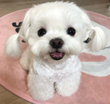 馬爾濟斯訓練技巧