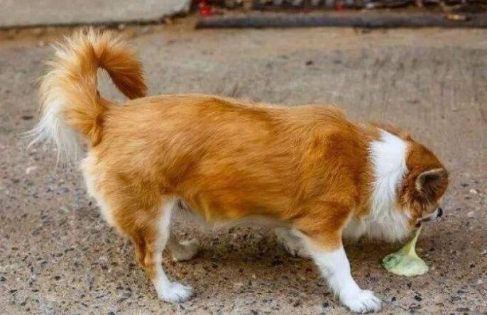 狗狗呕吐绿色原因 狗狗呕吐绿色原因