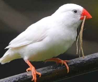 文鳥配對技巧 文鳥配對技巧